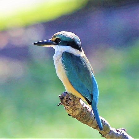 Lake Central Cairns Dış mekan fotoğraf